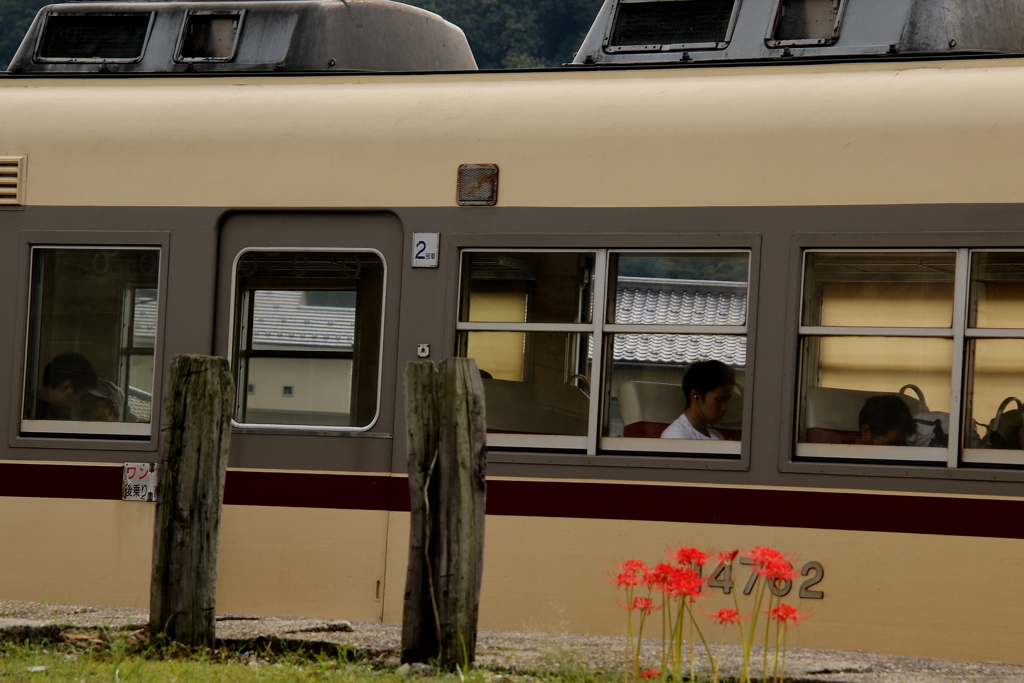 彼岸花～♪車窓