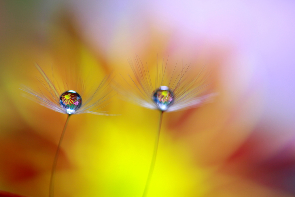 菊花と戯れて