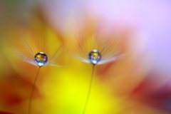 菊花と戯れて