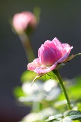 冬の花
