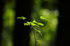 静かなる森