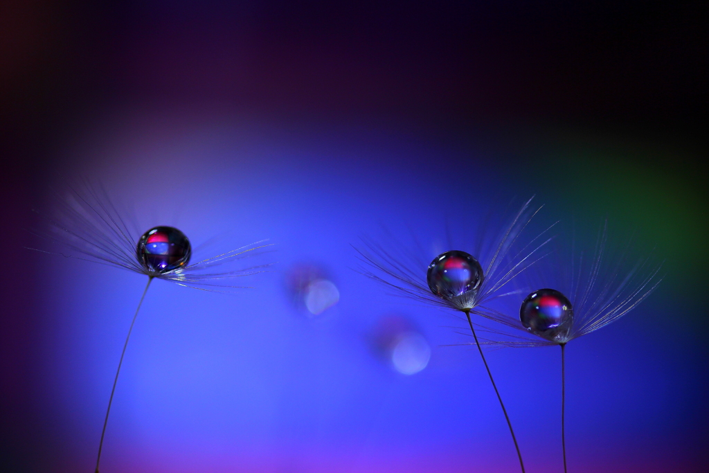 心海ｄｒｏｐｓ