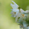卯の花