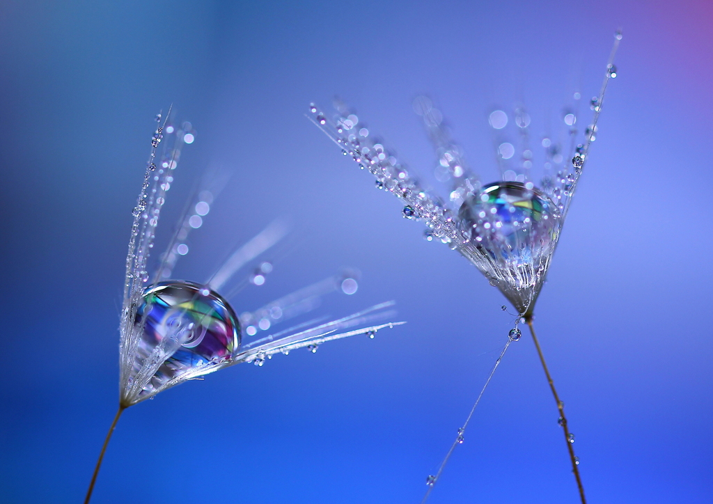 心海ＤＲＯＰｓ