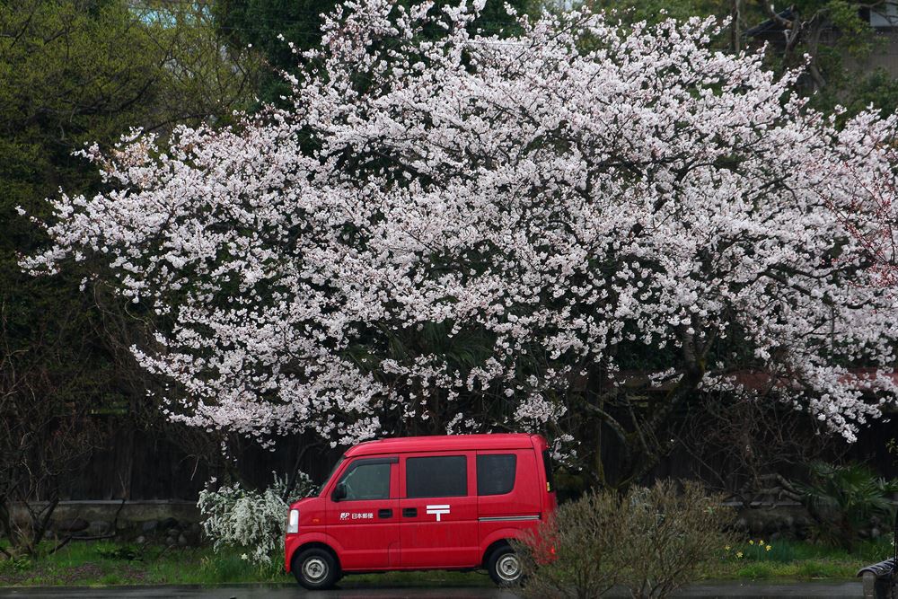 桜便りをお届けします