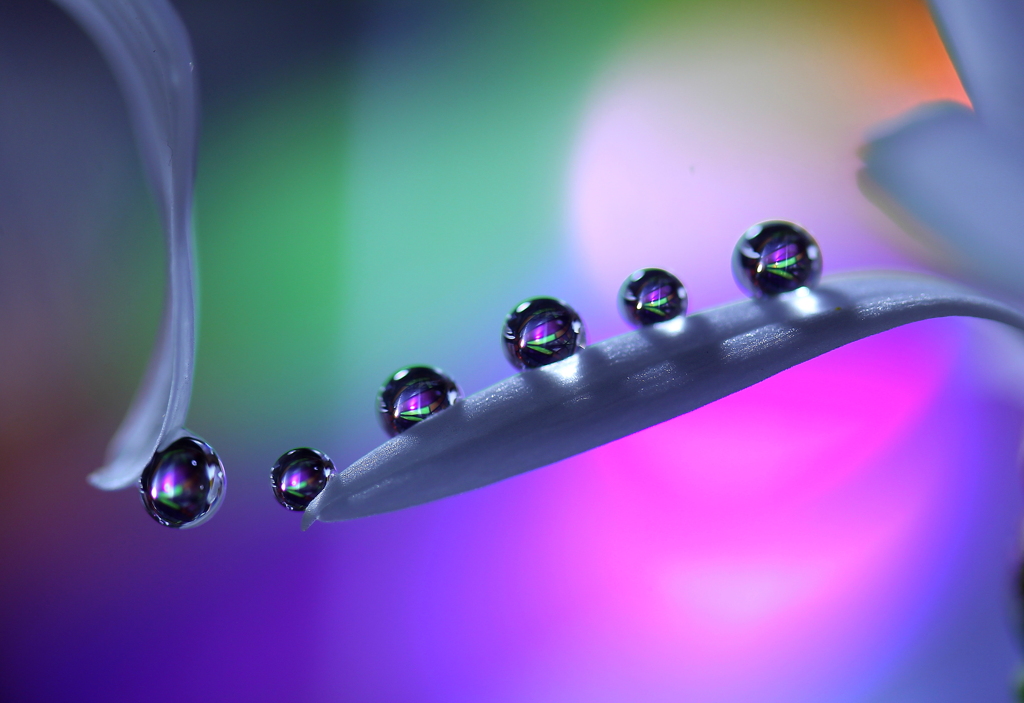 心海ＤＲＯＰＳ