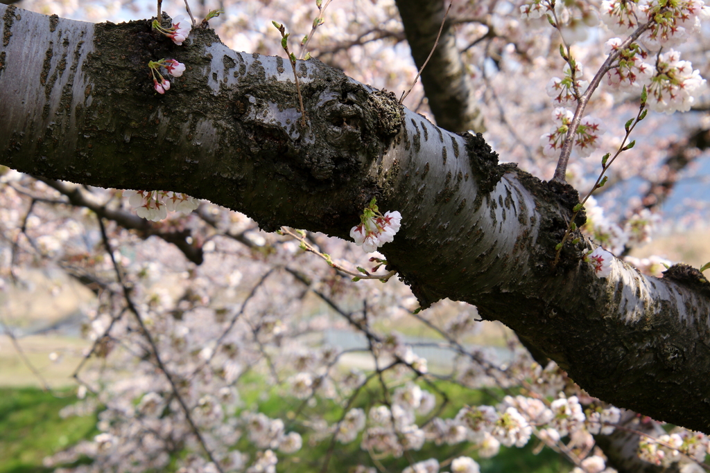 今桜～過行く時を・・・