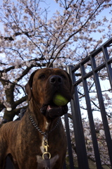 KOBI'S LiFE