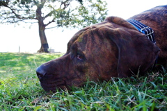 KOBI'S LiFE...2012 Oct