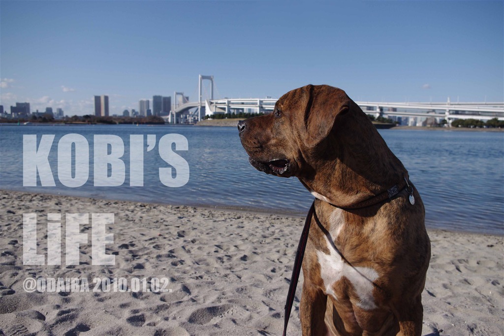 KOBI'S Life