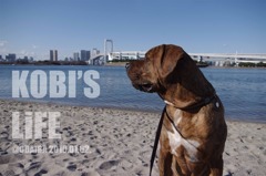 KOBI'S Life