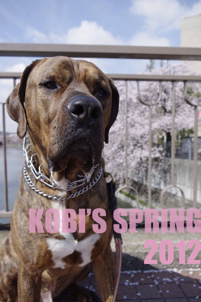 KOBI'S LiFE