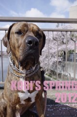 KOBI'S LiFE