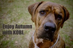 KOBI'S Life