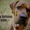 KOBI'S Life