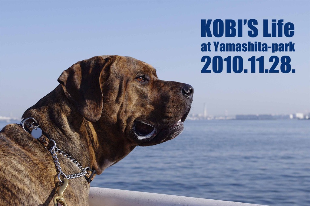 KOBI'S Life