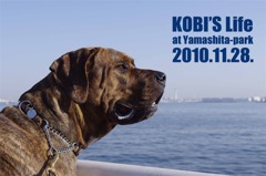KOBI'S Life