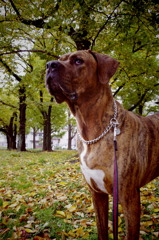 KOBI'S Life
