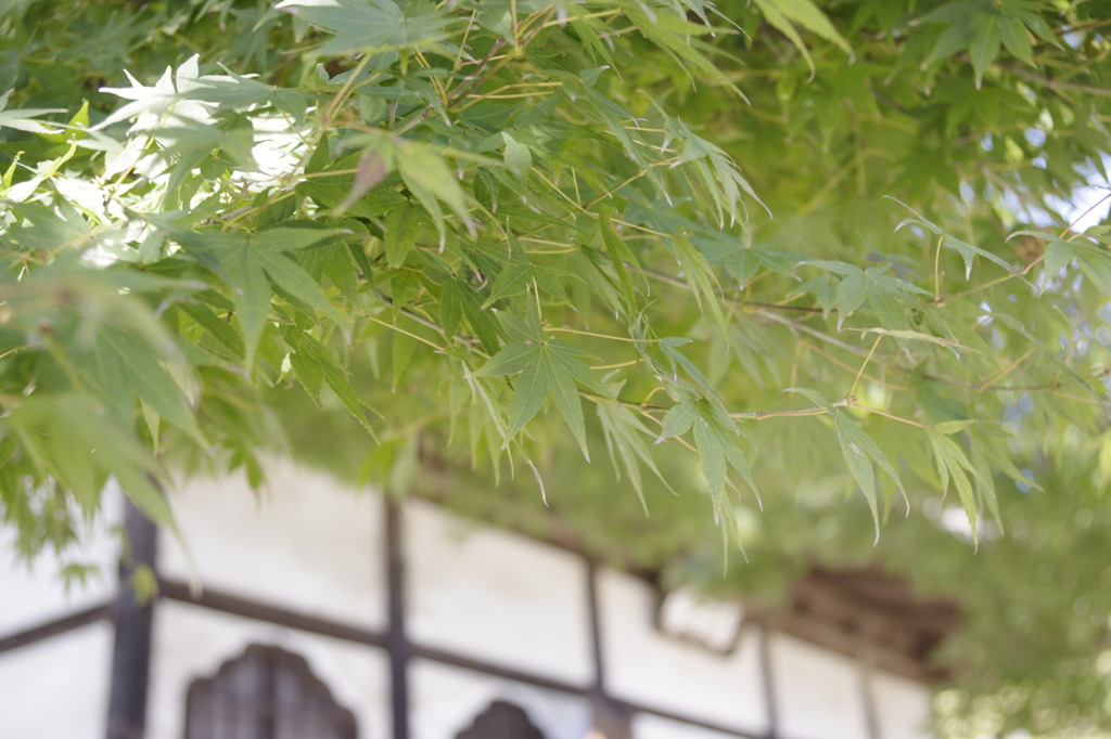 円覚寺の紅葉