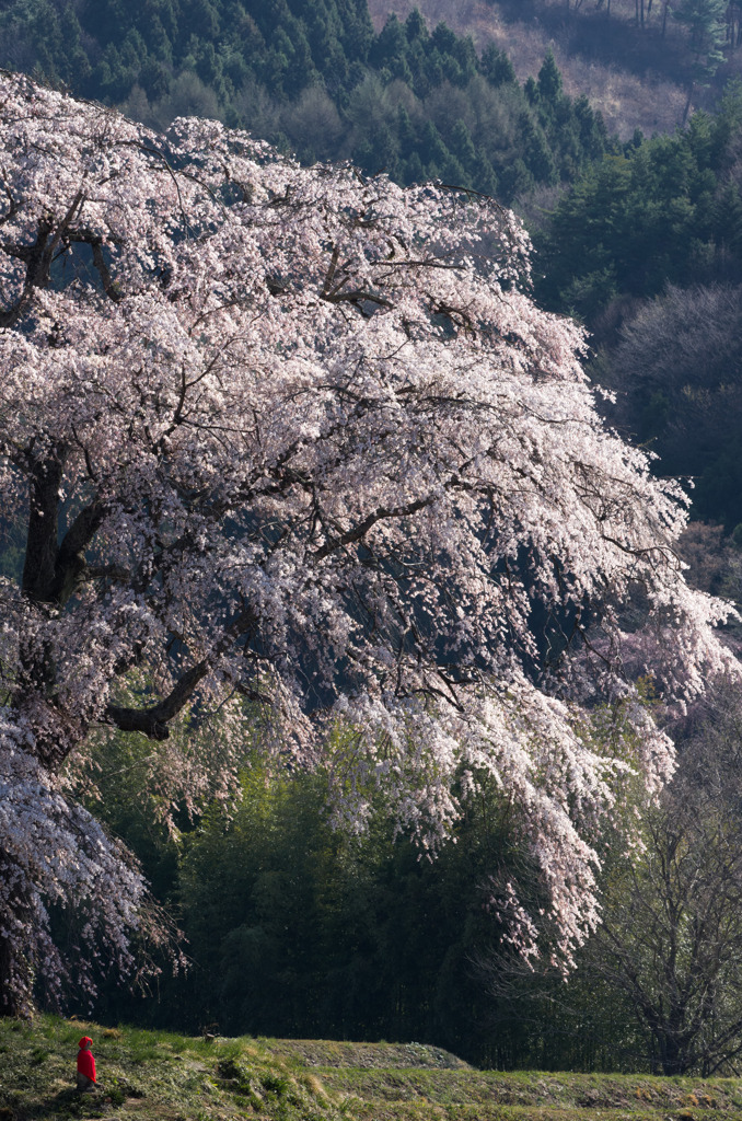 上発地の枝垂桜1