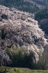 上発地の枝垂桜1