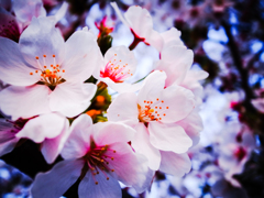 桜さくらsakura