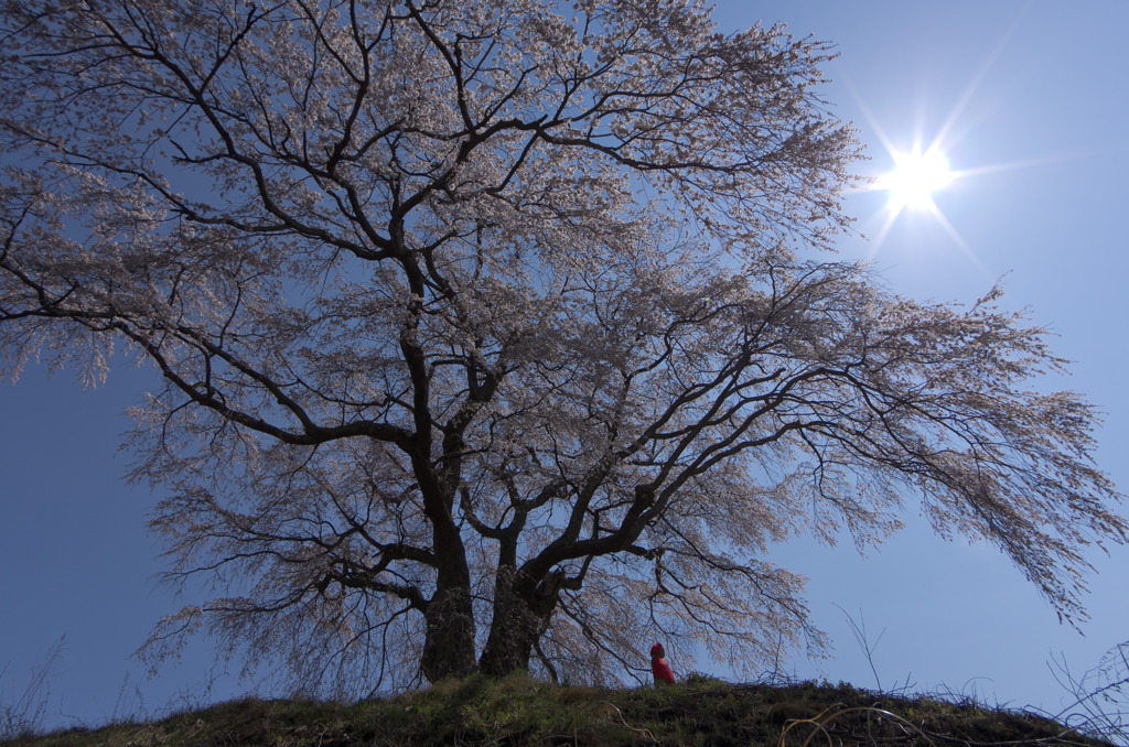 上発地の枝垂桜5