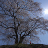 上発地の枝垂桜5