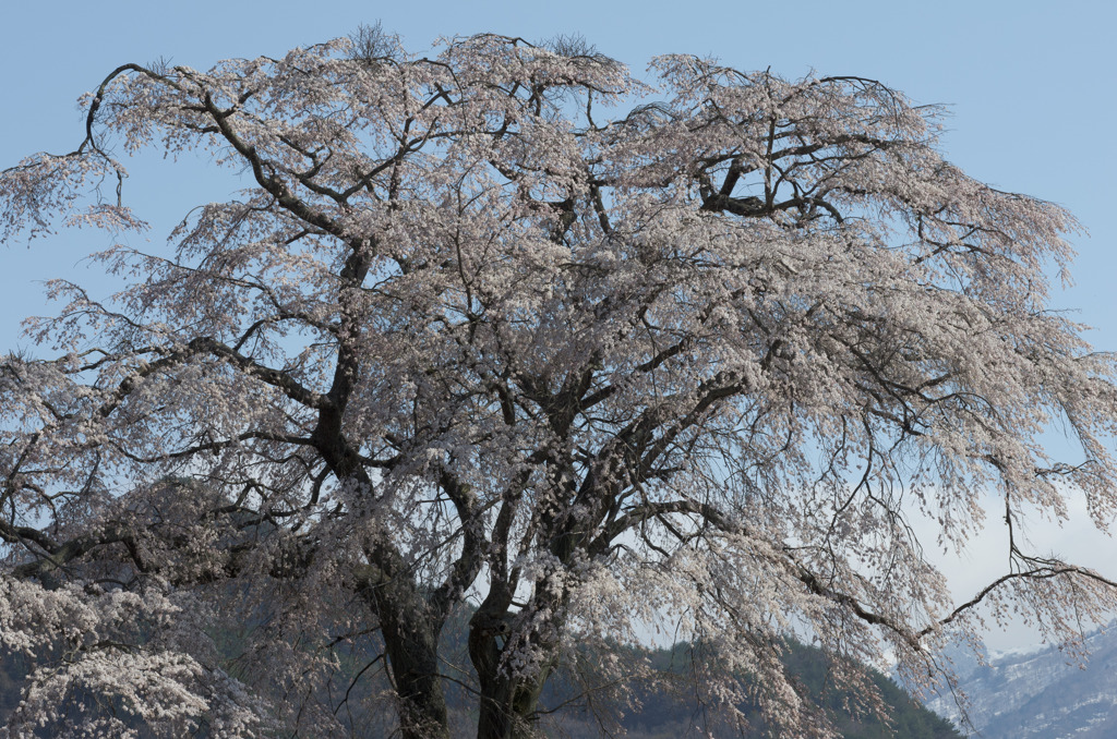 上発地の枝垂桜3