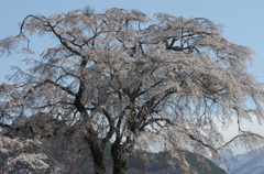 上発地の枝垂桜3