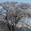 上発地の枝垂桜3