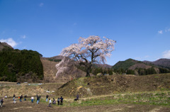 上発地の枝垂桜4