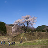 上発地の枝垂桜4