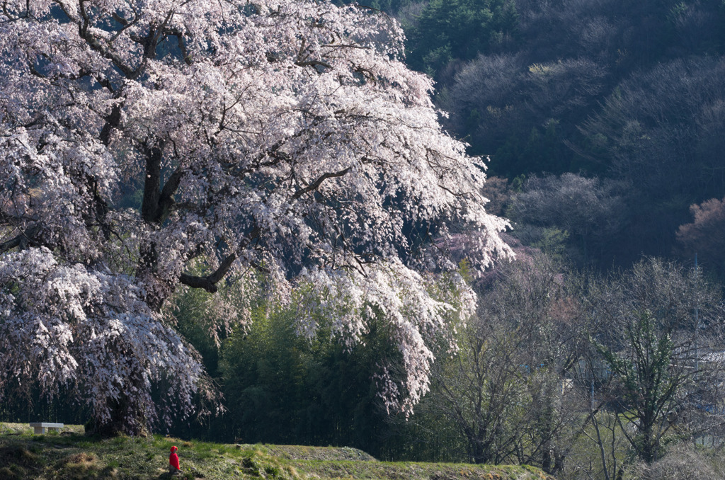 上発地の枝垂桜2