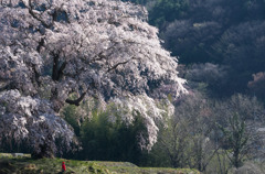 上発地の枝垂桜2