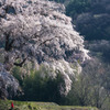 上発地の枝垂桜2