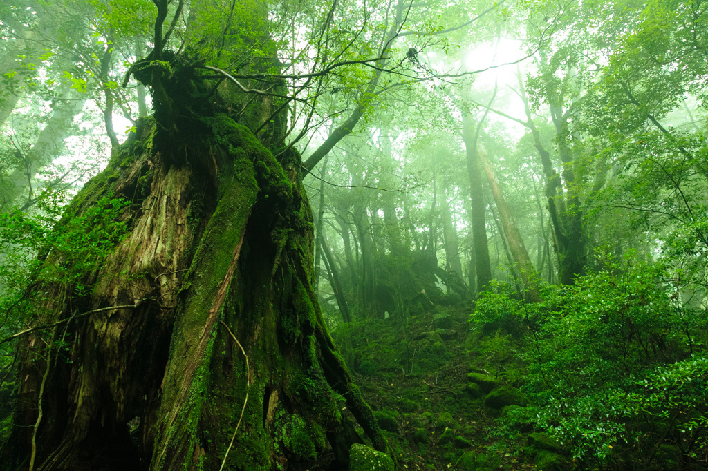 屋久島