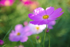 IMGP0021