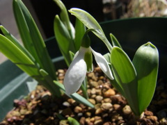 スノードロップ・１