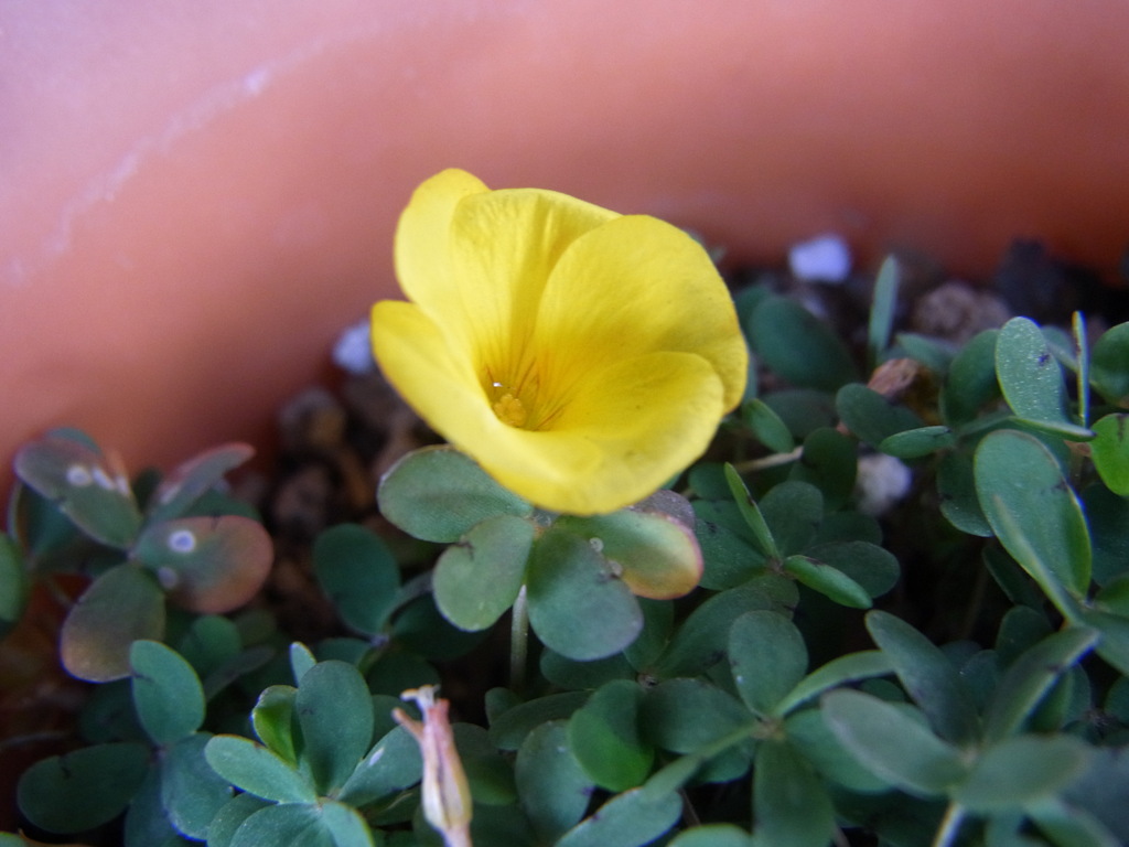 オキザリス　ロバータ・２