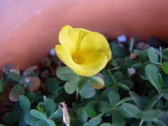 オキザリス　ロバータ・２