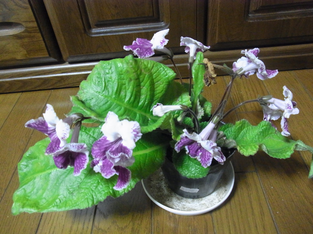 ストレプトカーパス・１