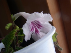 ストレプトカーパス・２