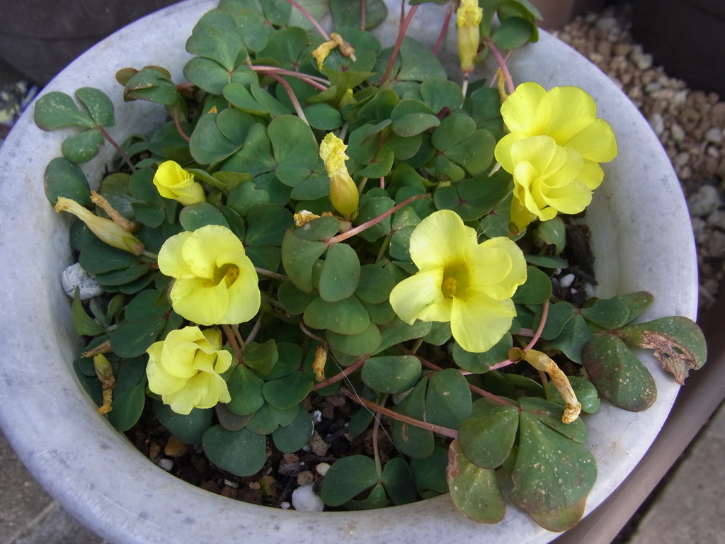 オキザリス　月の雫・１