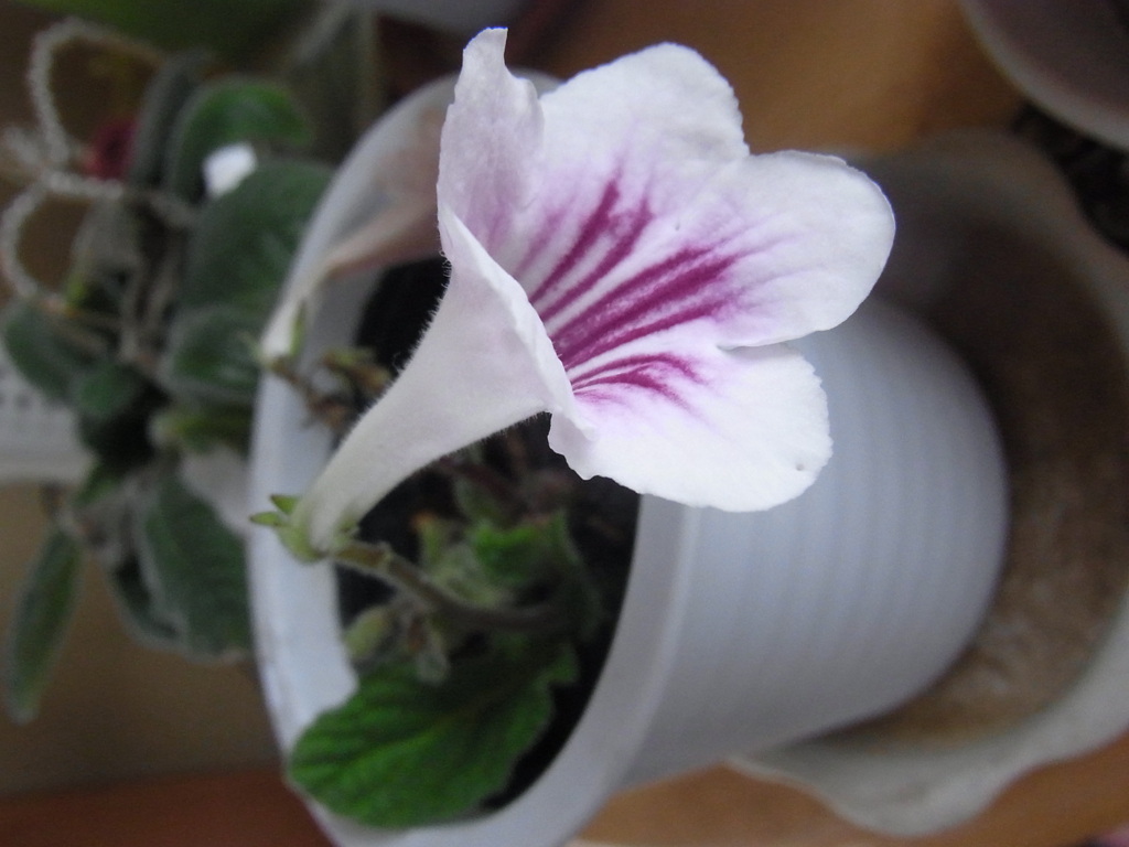 ストレプトカーパス