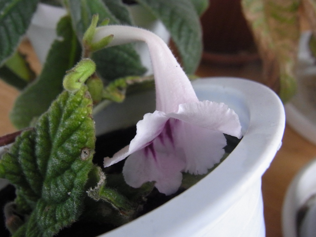 ストレプトカーパス・３