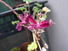 ぺラルゴニューム　シドイデス