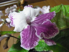 ストレプトカーパス・２