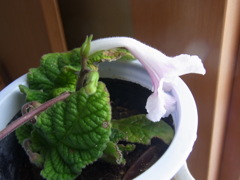 ストレプトカーパス