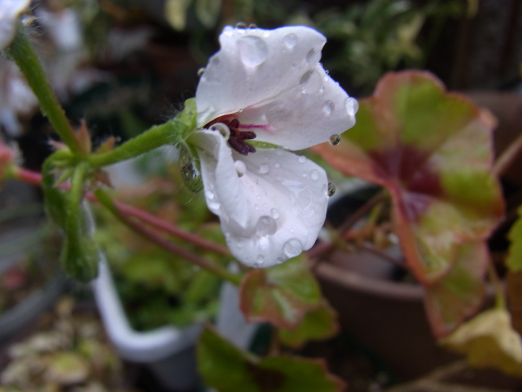 アイビーゼラニューム